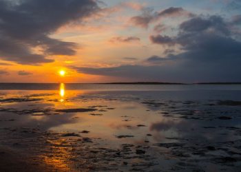 Das Wattenmeer: Ein Einblick in ein einzigartiges Ökosystem