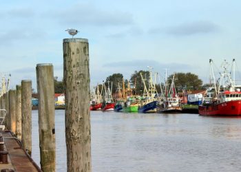 Büsumer Kutterregatta 2024: Maritimer Höhepunkt an der Nordsee