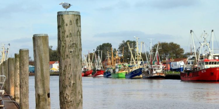 Büsumer Kutterregatta 2024: Maritimer Höhepunkt an der Nordsee