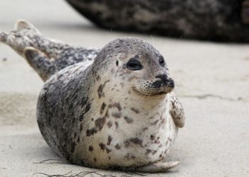 Robben-Refugium: Sichere Oasen für Meeressäuger auf Sylt