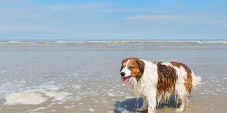 Urlaub mit Hund an der Nordsee