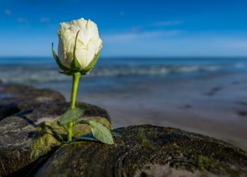 Seebestattung Nordsee: Ein respektvoller Abschied am Meer