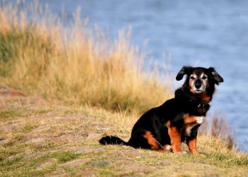 Urlaub mit Hund an der Nordsee