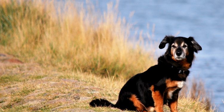 Urlaub mit Hund an der Nordsee
