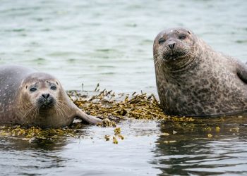 Flugzeuge starten: LAVES zählt Seehunde im Nationalpark Niedersächsisches Wattenmeer