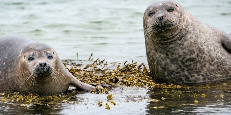 Flugzeuge starten: LAVES zählt Seehunde im Nationalpark Niedersächsisches Wattenmeer