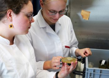 „Schatzsuche" zwischen Schlick und Schill: Auf der Spur der verborgenen roten Bohnen