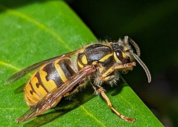 Faltenwespen und Hornissen: Unverzichtbare Akteure im Ökosystem, weit mehr als nur „Plagegeister"