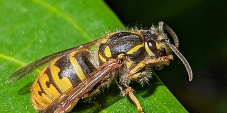 Faltenwespen und Hornissen: Unverzichtbare Akteure im Ökosystem, weit mehr als nur „Plagegeister"