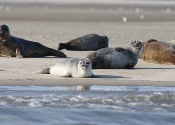 Seehunde im UNESCO Weltnaturerbe Wattenmeer zwischen Ems und Elbe - Bilanz der diesjährigen Zählung
