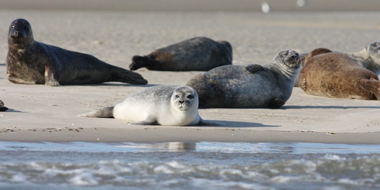 Seehunde im UNESCO Weltnaturerbe Wattenmeer zwischen Ems und Elbe - Bilanz der diesjährigen Zählung