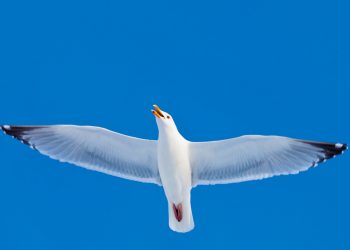 Erfolge beim Vogelschutz an der Küste - auch dank ehrenamtlicher Meldungen