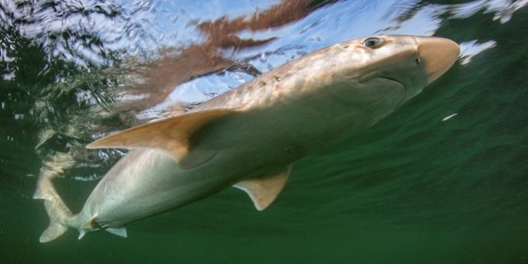 Stechrochen ausgestorben – Hundshai kurz davor: So dramatisch ist die Lage in Nord- und Ostsee