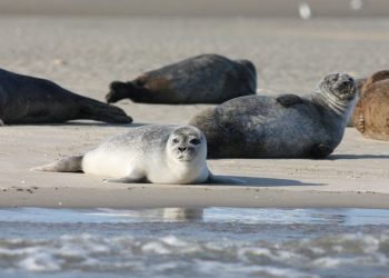 Es geht wieder los – Seehundzählung startet im Nationalpark Niedersächsisches Wattenmeer