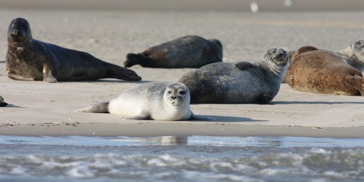 Es geht wieder los – Seehundzählung startet im Nationalpark Niedersächsisches Wattenmeer