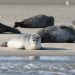 Es geht wieder los – Seehundzählung startet im Nationalpark Niedersächsisches Wattenmeer